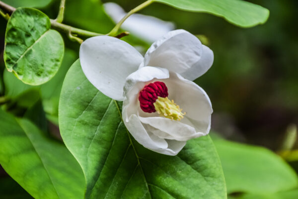 White Magnolia