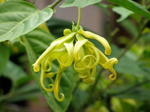 Ylang-ylang