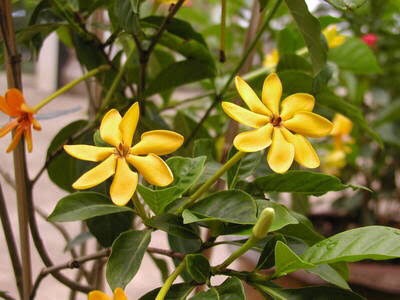 Golden Gardenia