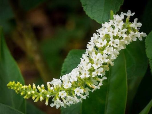 Butterfly bush